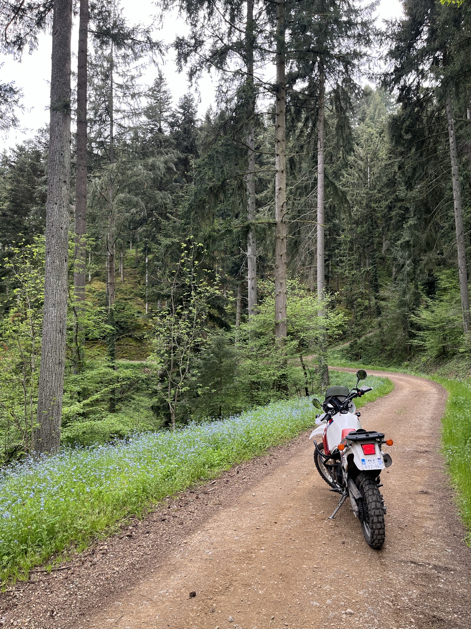 Balade en forêt